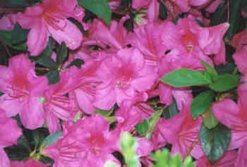 azaleas.jpg (8734 bytes)