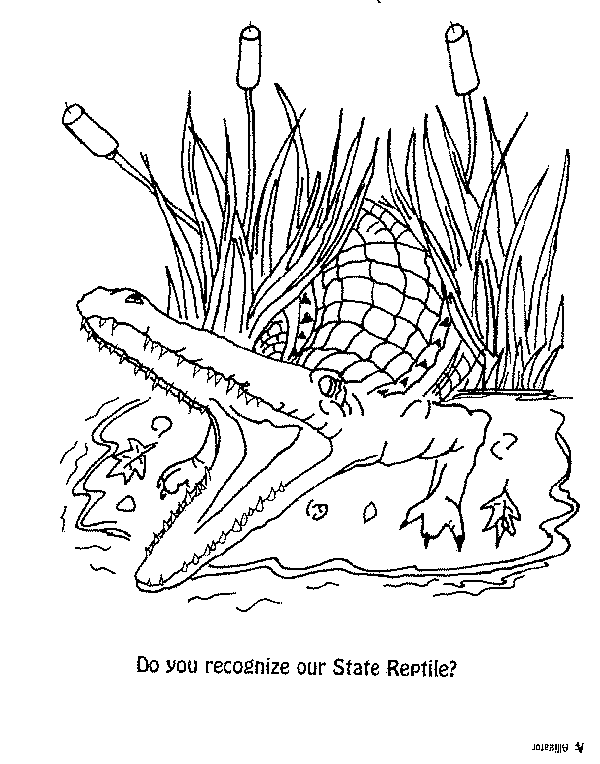 reptile-C.gif (19435 bytes)